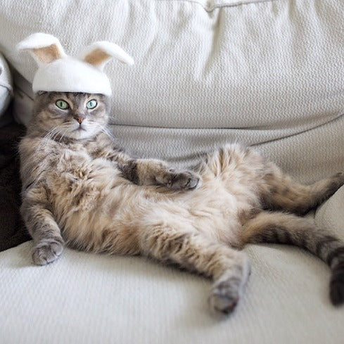 Cat-Hair Hats for Cats - Image 2