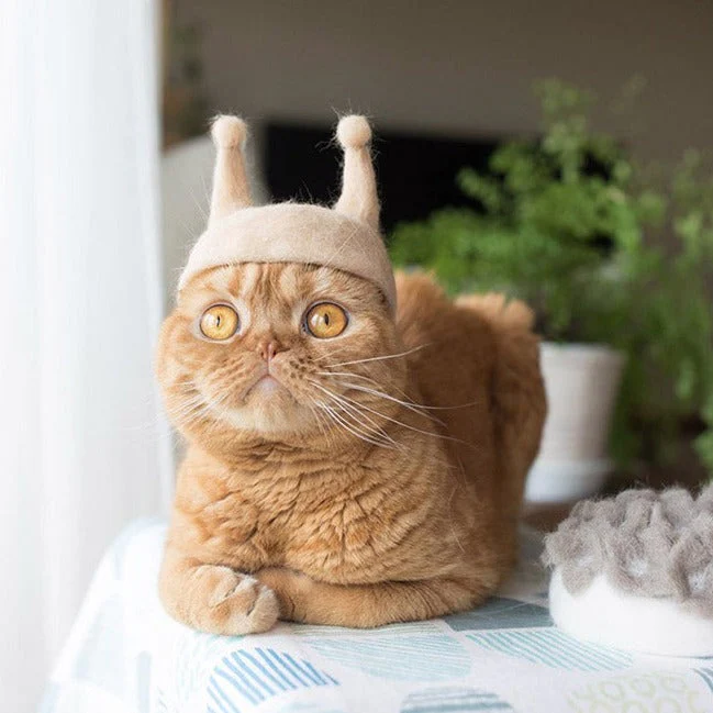Cat-Hair Hats for Cats - Image 3