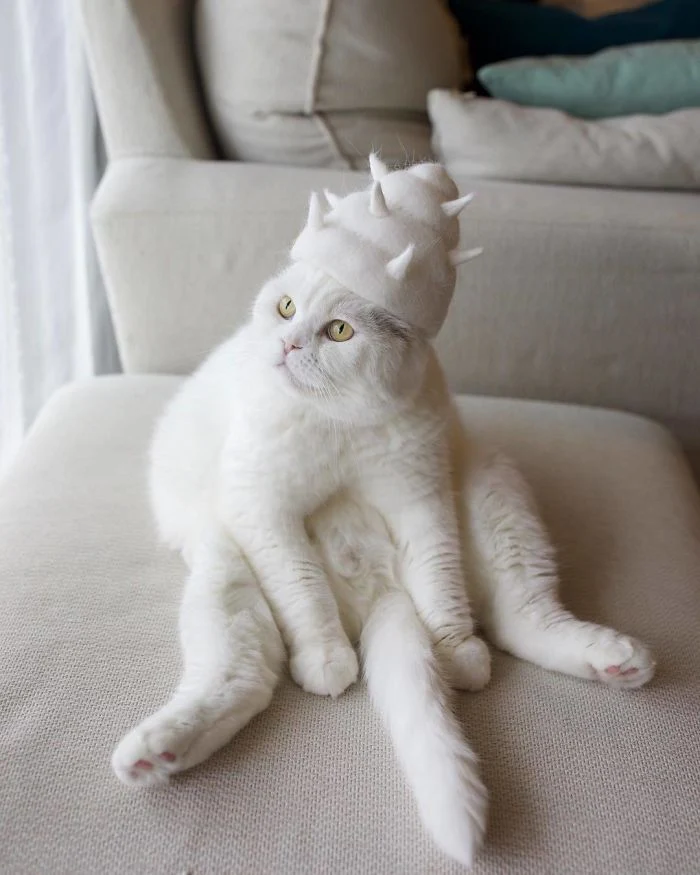 Cat-Hair Hats for Cats - Image 4