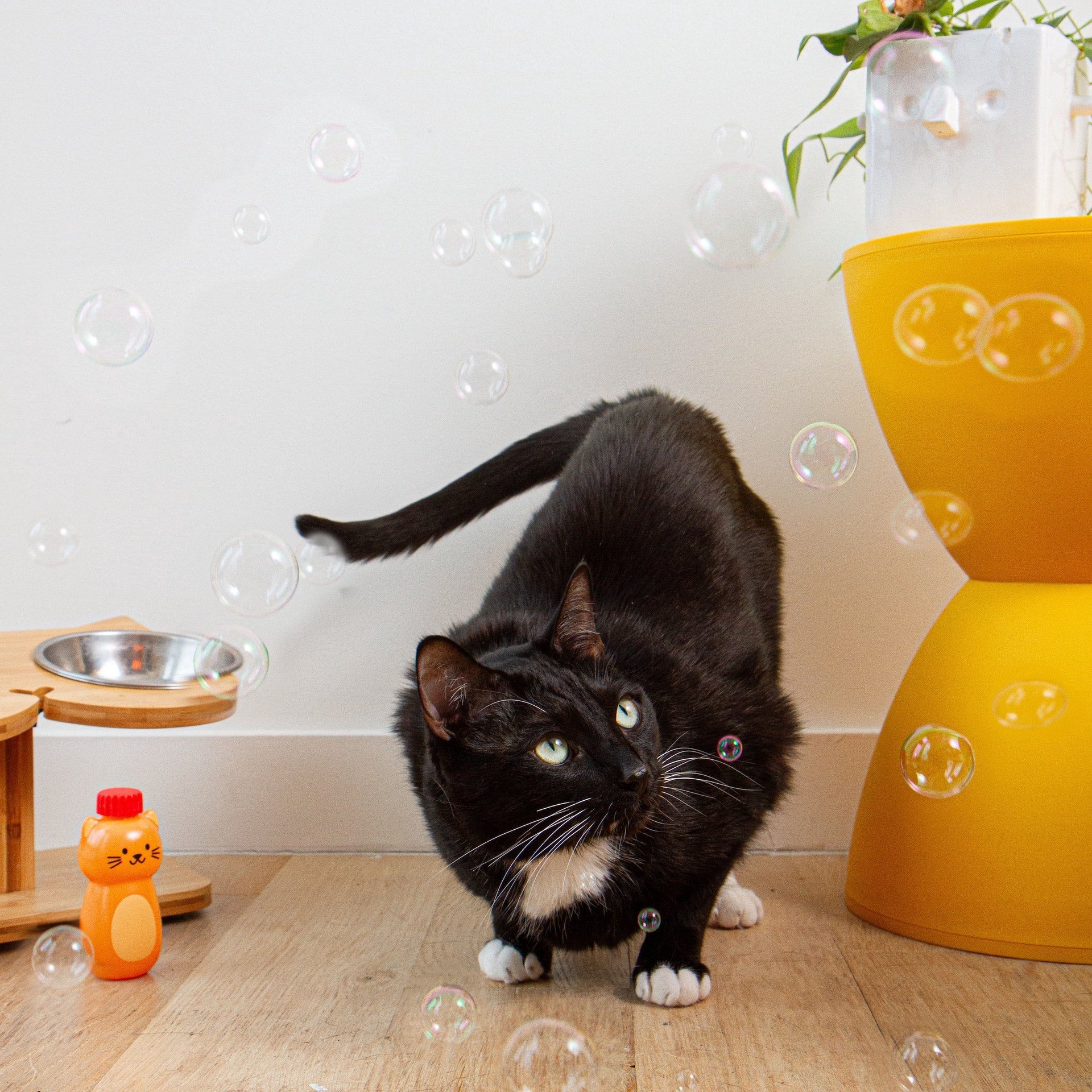 Catnip Infused Bubbles - Image 2