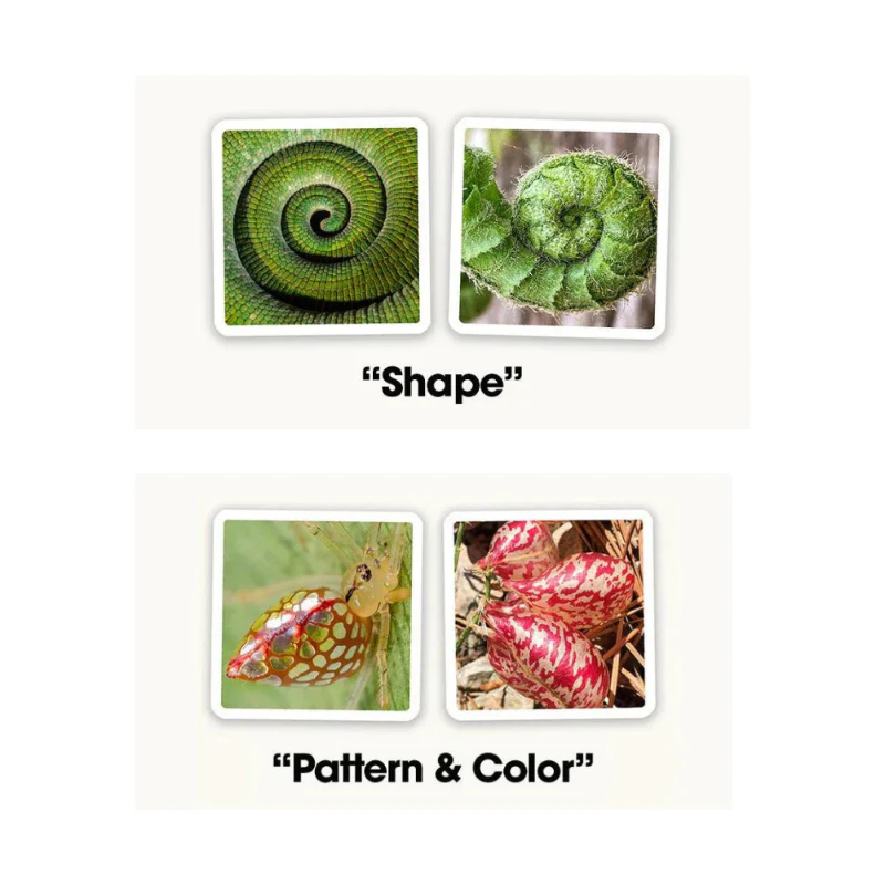 Ouisi Game (nature) - Image 3