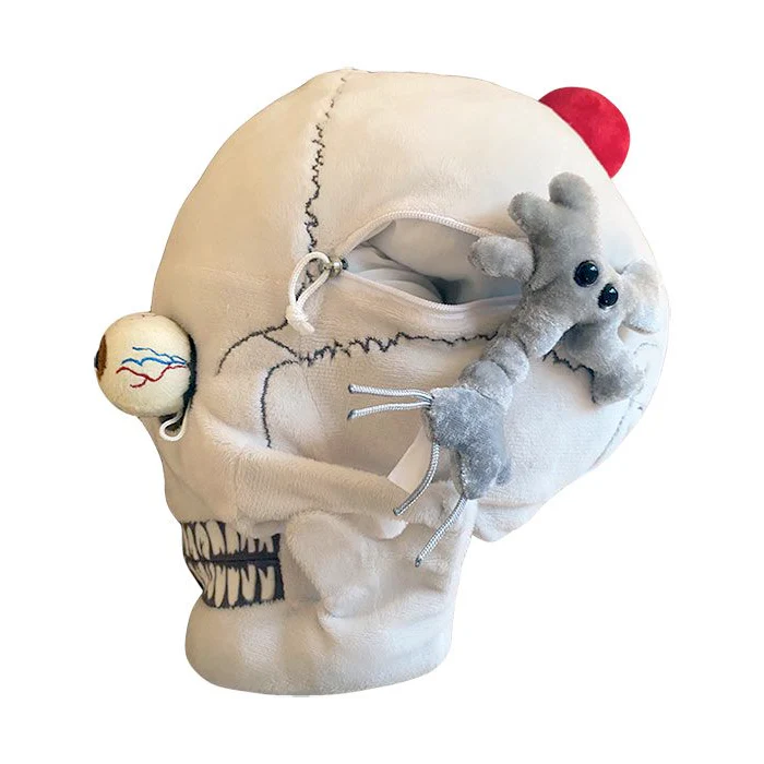 Deluxe Skull With Minis - Image 4