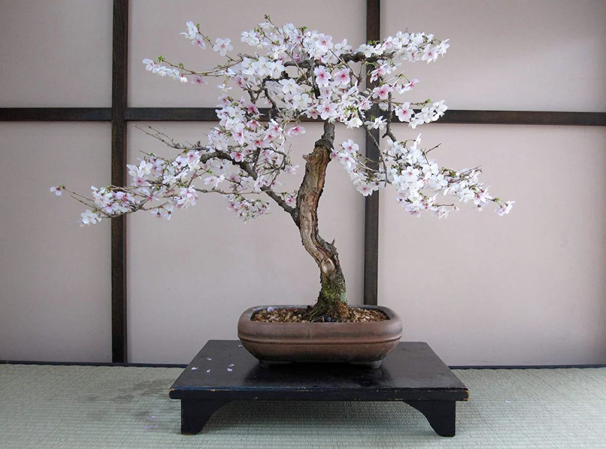 Flowering Cherry Blossom Grow Kit - Image 2