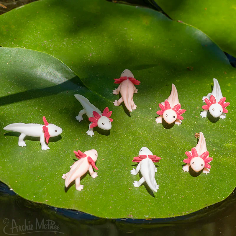 Itty Bitty Axolotls - set of 8 - Image 2