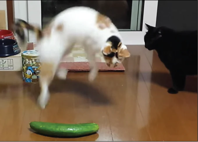 Ninja Cat Cucumber Attack! - Image 3