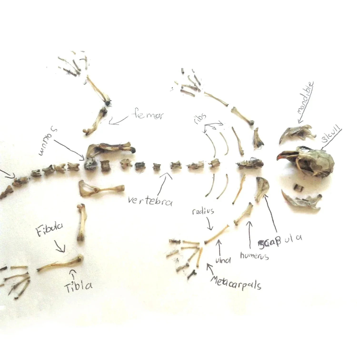 Owl Puke Pellet kit - Image 2