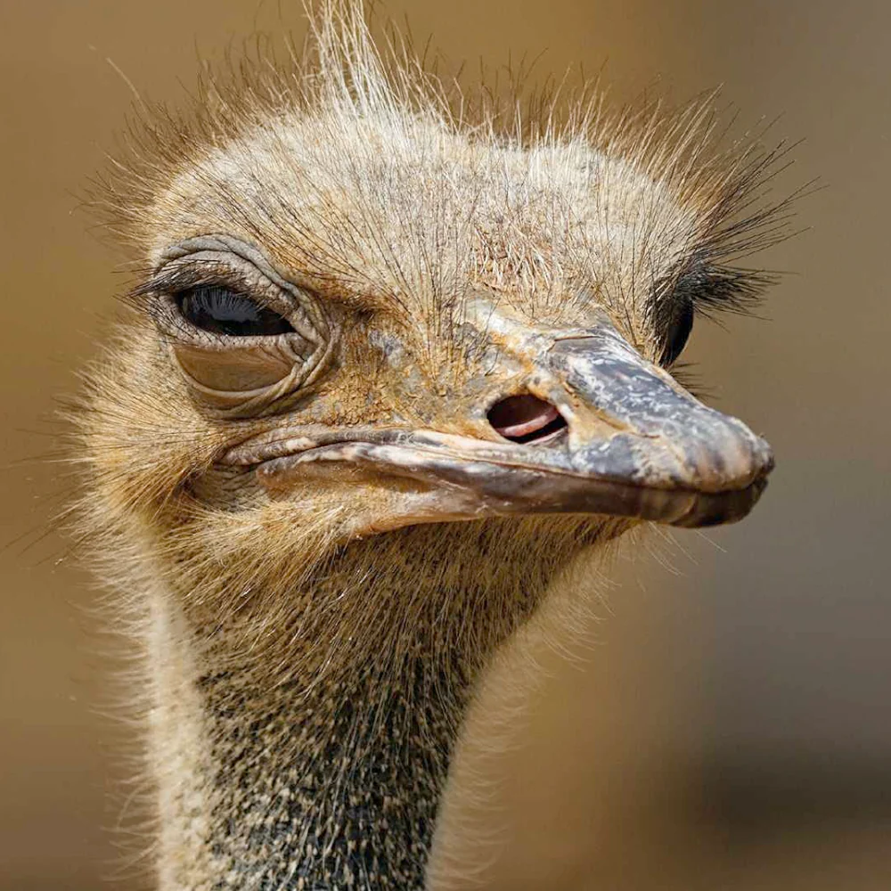 This Book is Literally Just Pictures of Animals Silently Judging you - Image 2