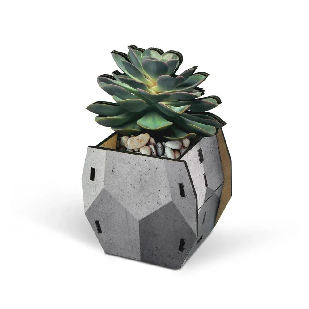 Pop Plant Pencil Holder - Echeveria