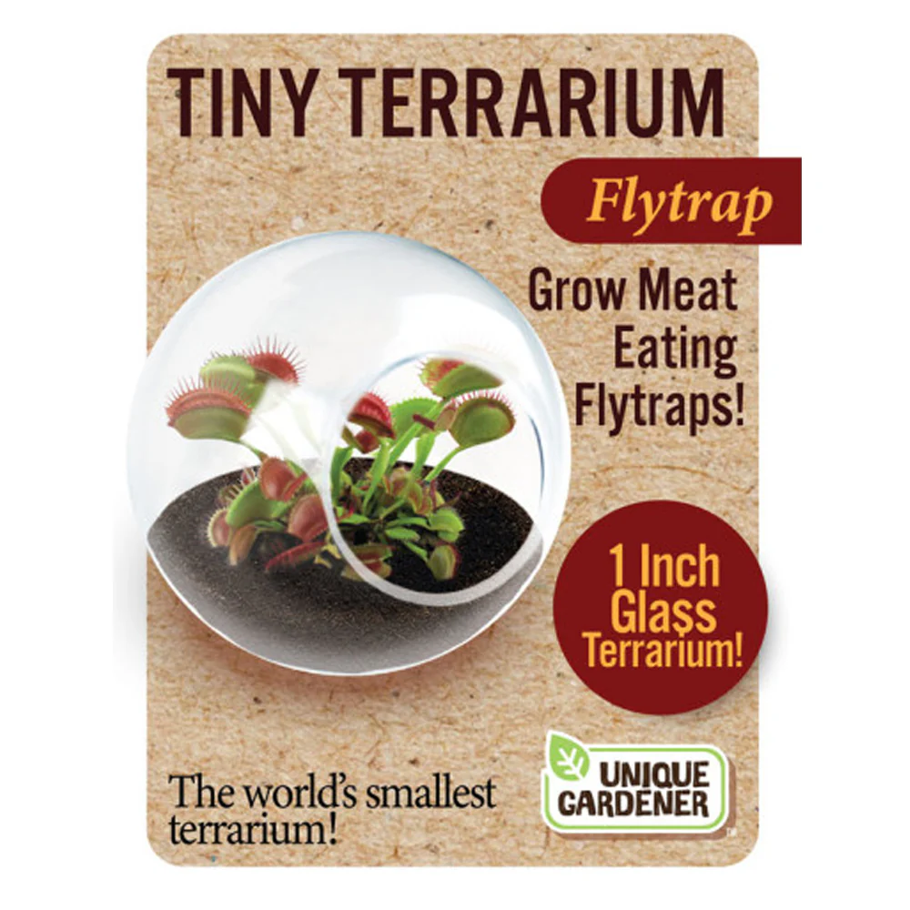 Tiny Terrarium Carnivorous Meat Eating Flytrap - Image 2