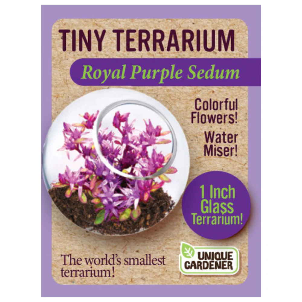 Tiny Terrarium Royal Purple Sedum